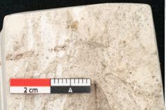 Foto (Detailansicht) von Cinnamomum polymorphum Braun (NHMW-GEO-2024-0188-8195a)
